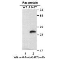 RAS(A146T)