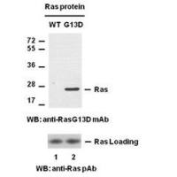 Ras(G13D)
