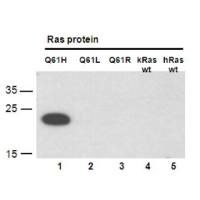 Ras(Q61H)