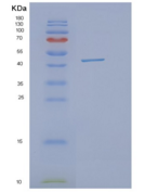 人OBFC1重组蛋白