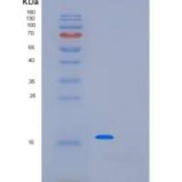 人PAIP2重组蛋白