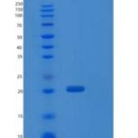 人PEBP1重组蛋白