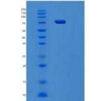人PCDHGC4重组蛋白