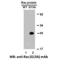 Ras(G13A) 