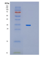 人过氧化物酶体生物合成因子19(PEX19)重组蛋白