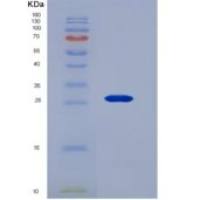 人骨保护素(OPG)重组蛋白