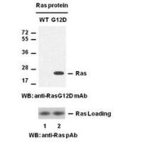 Ras(G12D)
