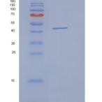 人OBFC1重组蛋白