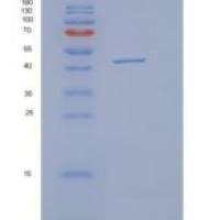人OBFC1重组蛋白