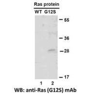 RAS(G12S)
