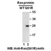 Ras(Q61R)
