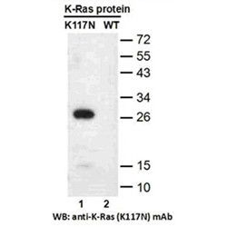 Ras(K117N)
