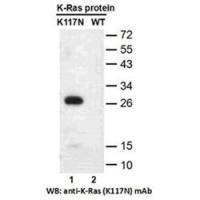 Ras(K117N)