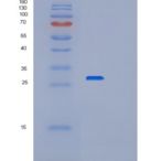 人过氧化还原酶6(PRDX6)重组蛋白