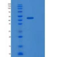 人色素上皮衍生因子(PEDF)重组蛋白