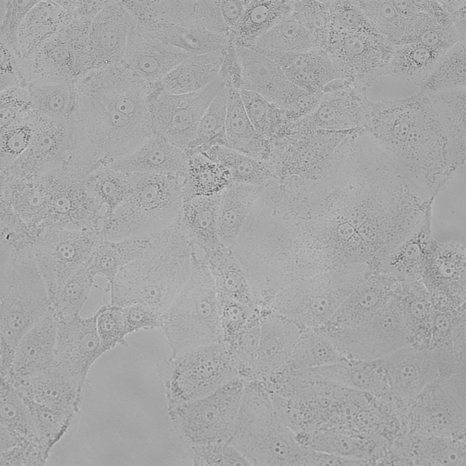 RERF-LC-Ad2 人非小细胞肺癌细胞