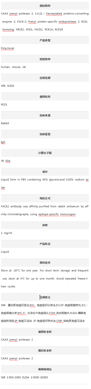 Anti-RCE1 Antibody