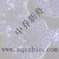 iPS人诱导多能干细胞-提供伦理-鉴定