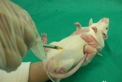 硫酸镁诱导腹泻模型总结会