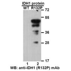 IDH1(R132P) 