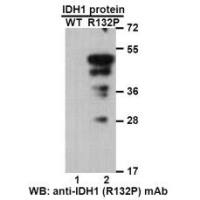 IDH1(R132P) 