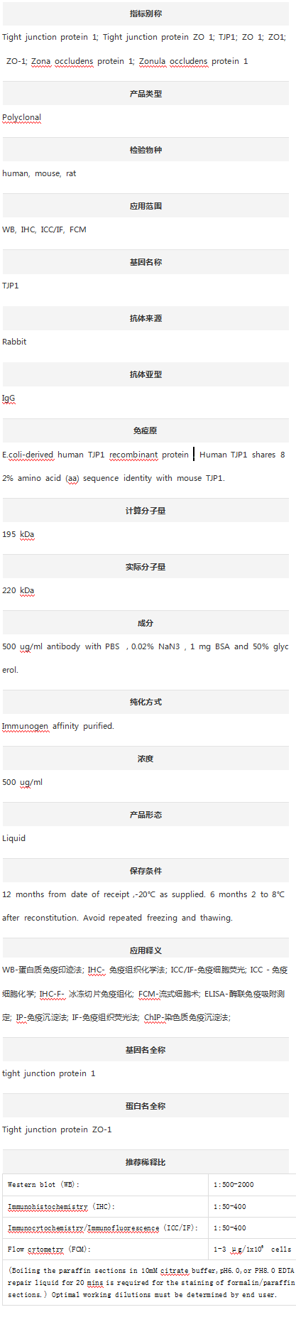 Anti-ZO-1/TJP1 Antibody