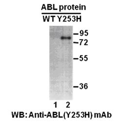 Abl(Y253H)