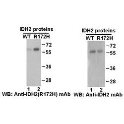 IDH2(R172H)