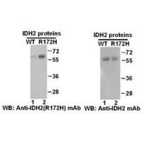 IDH2(R172H)