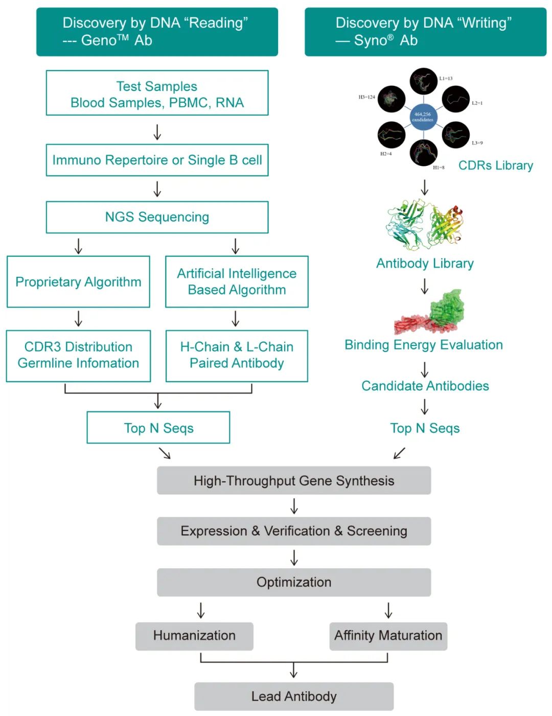 抗体开发 无限加速