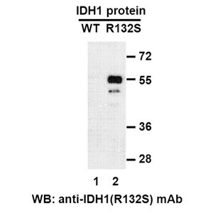 IDH1 (R132S)