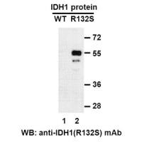 IDH1 (R132S)
