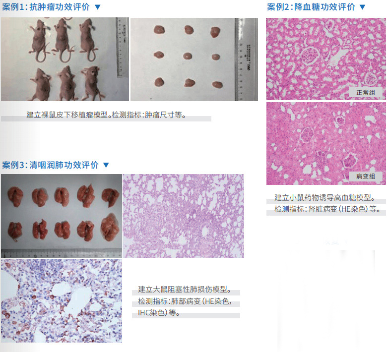 大小鼠模型实验/ 行为分析/ 科研服务/ 产品功效与安全评价