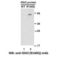 IDH2(R140Q)
