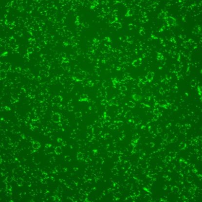 siRNA原代细胞转染试剂
