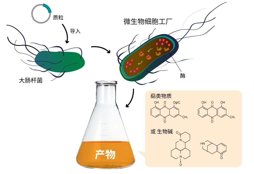 无限可能—微生物细胞工厂开创定制化新时代