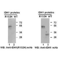 IDH1 (R132H)