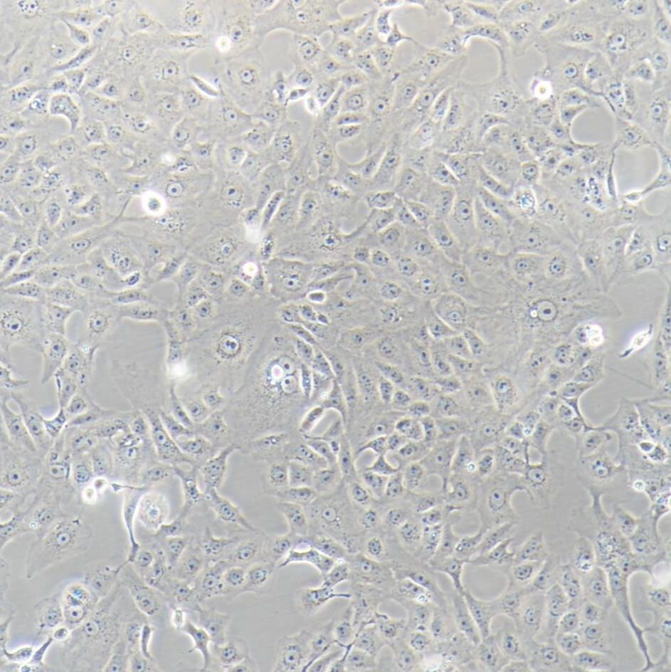 VERO 非洲绿猴肾细胞/种属鉴定/镜像绮点（Cellverse）