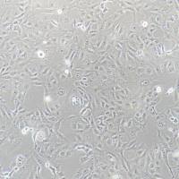 VERO 非洲绿猴肾细胞/种属鉴定/镜像绮点(Cellverse)