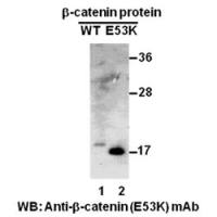 β-Catenin(E53K)