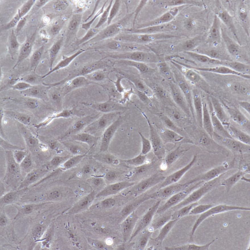 pac2 斑马鱼胚胎成纤维细胞/种属鉴定/镜像绮点（Cellverse）
