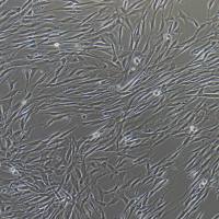 人胆囊上皮细胞永生化/免疫荧光鉴定/镜像绮点（Cellverse）