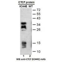 CTCF (K344E)
