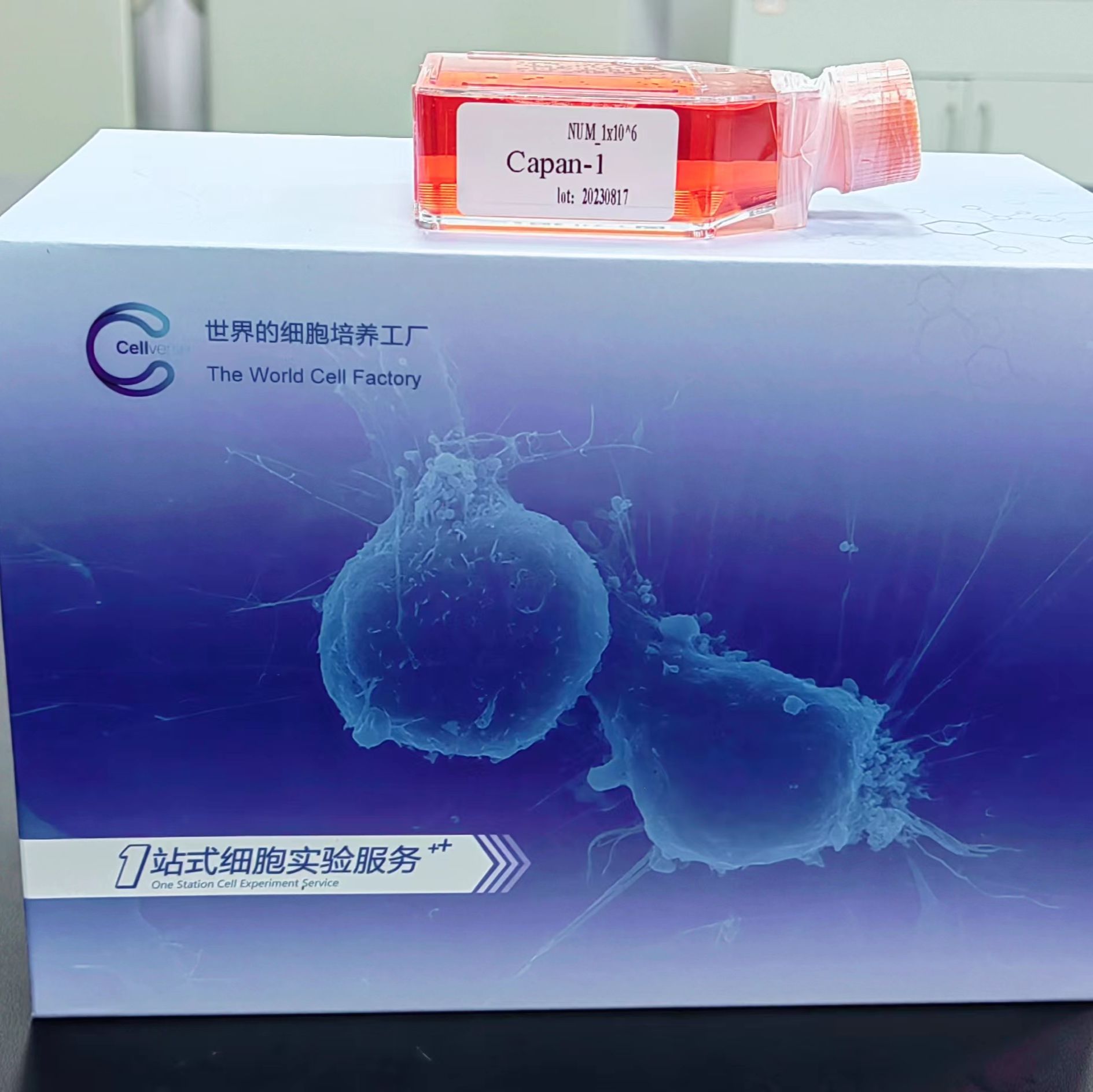 NCI-H1373、NCI-H1373细胞、NCI-H1373细胞、NCI-H1373、人肺腺癌细胞/STR鉴定/镜像绮点（Cellverse）