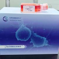 大鼠脉络膜微血管内皮细胞/免疫荧光鉴定/镜像绮点(Cellverse)