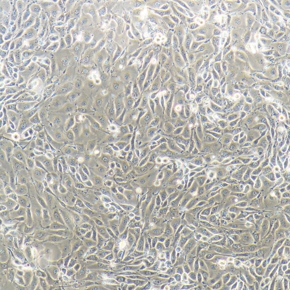 3D4/21 猪肺泡巨噬细胞  种属鉴定 镜像绮点（Cellverse）