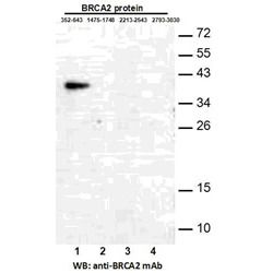 BRCA2 (352-643)