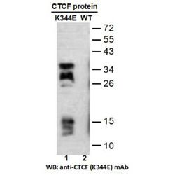 CTCF (K344E)