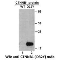 CTNNB1(D32Y)