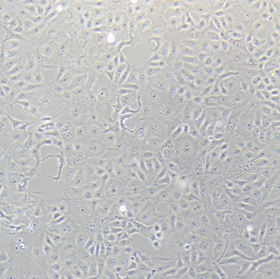 Vero E6 非洲绿猴肾细胞  种属鉴定 镜像绮点（Cellverse）